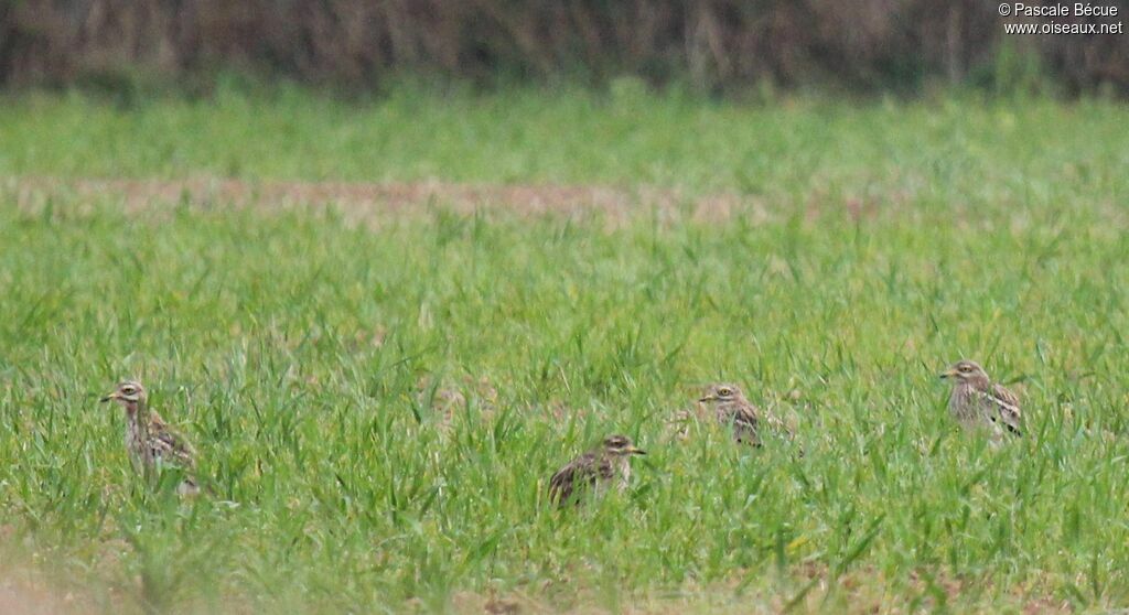 Eurasian Stone-curlew