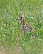 Eurasian Stone-curlew