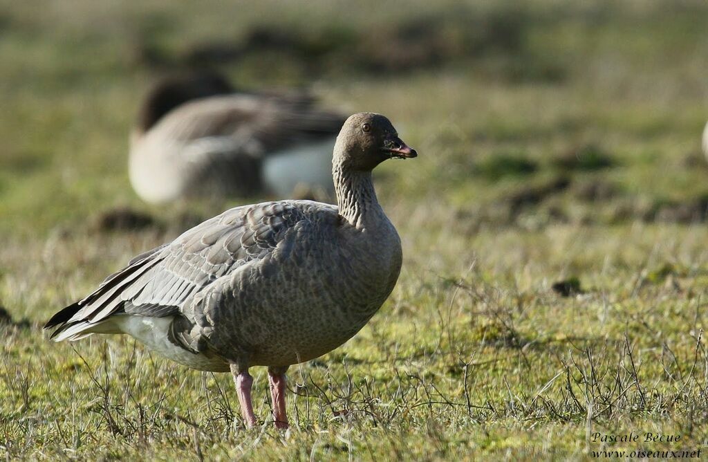 Pink-footed Gooseadult