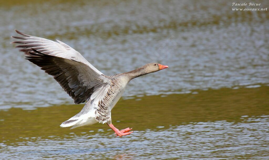 Greylag Gooseadult, Flight