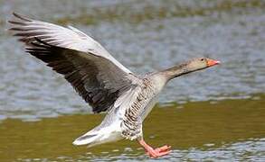 Greylag Goose