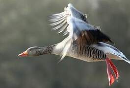 Greylag Goose