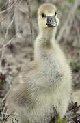 Greylag Goose