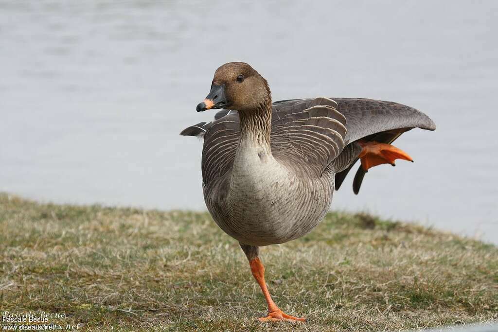 Taiga Bean Gooseadult, close-up portrait, Behaviour