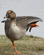 Taiga Bean Goose