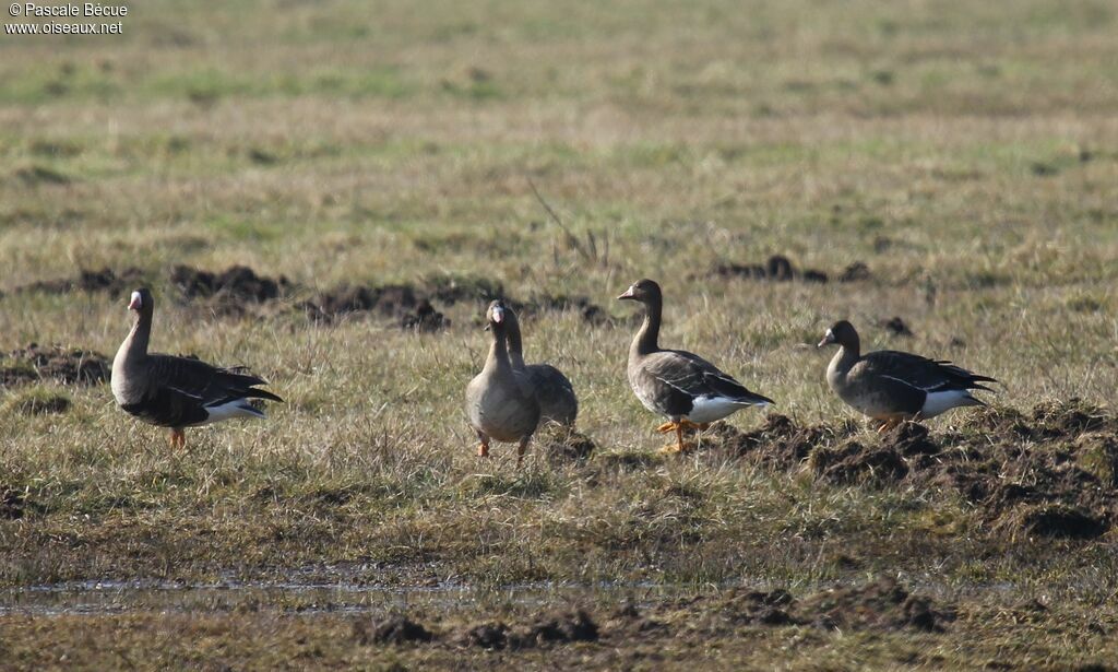 Greater White-fronted Goose