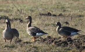 Greater White-fronted Goose