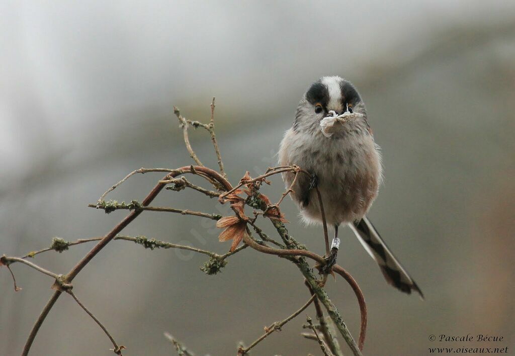 Long-tailed Titadult