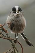 Long-tailed Tit