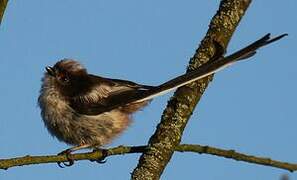 Long-tailed Tit