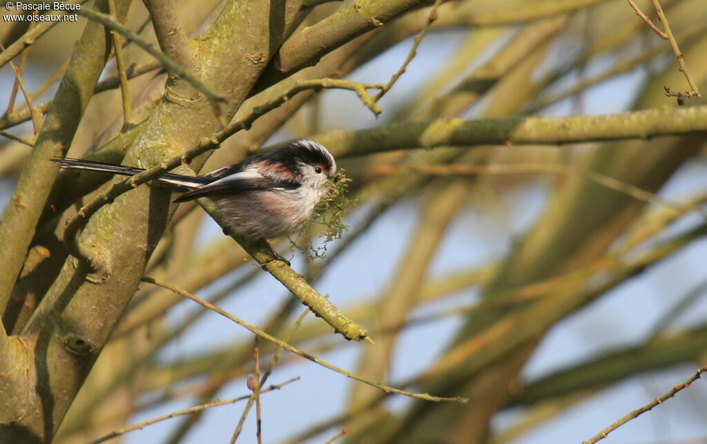 Long-tailed Titadult, Reproduction-nesting