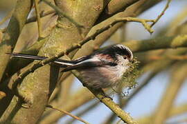 Long-tailed Tit