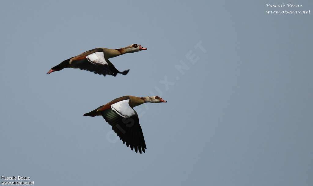 Egyptian Gooseadult, Flight