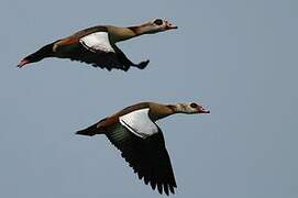 Egyptian Goose