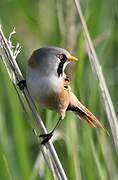 Bearded Reedling