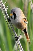 Bearded Reedling