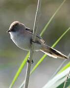 Bearded Reedling