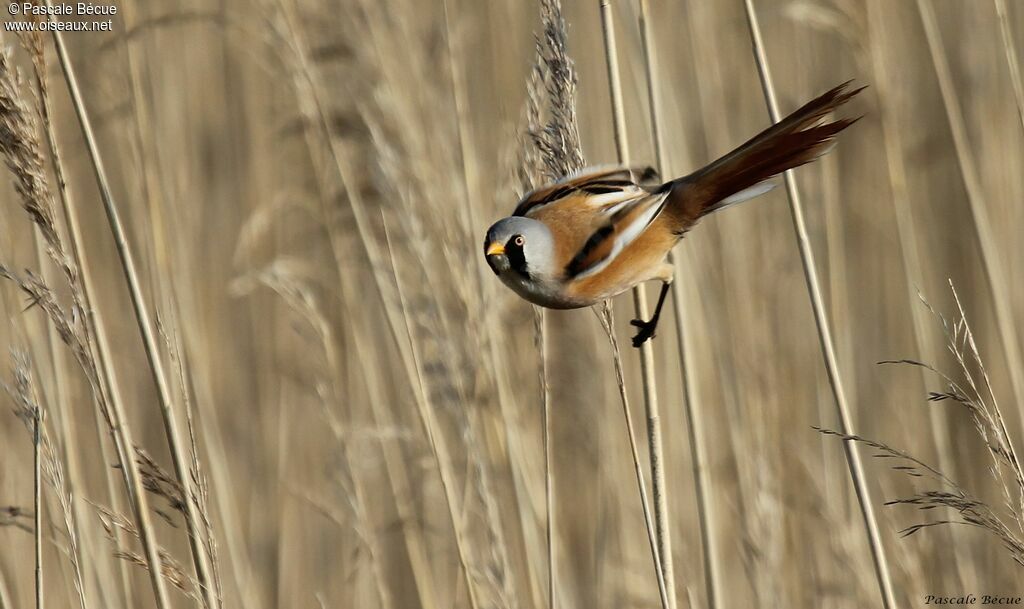 Bearded Reedling male adult breeding