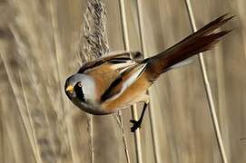 Bearded Reedling