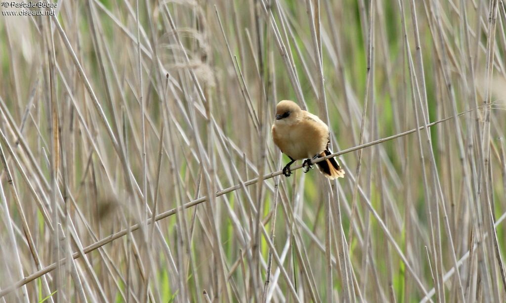 Bearded Reedling female juvenile