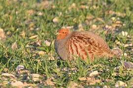 Grey Partridge