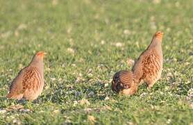 Grey Partridge