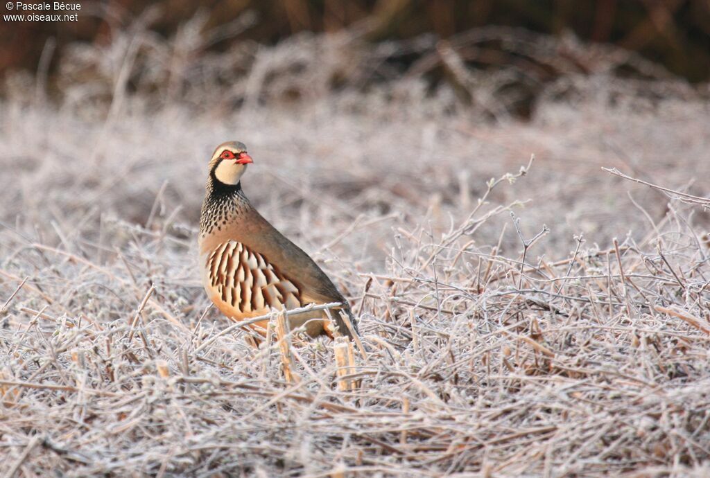 Red-legged Partridgeadult