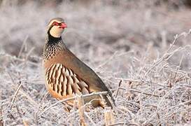 Red-legged Partridge