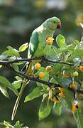 Rose-ringed Parakeet