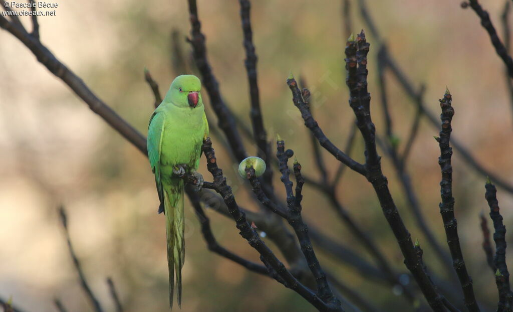 Rose-ringed Parakeetadult