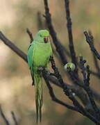 Rose-ringed Parakeet