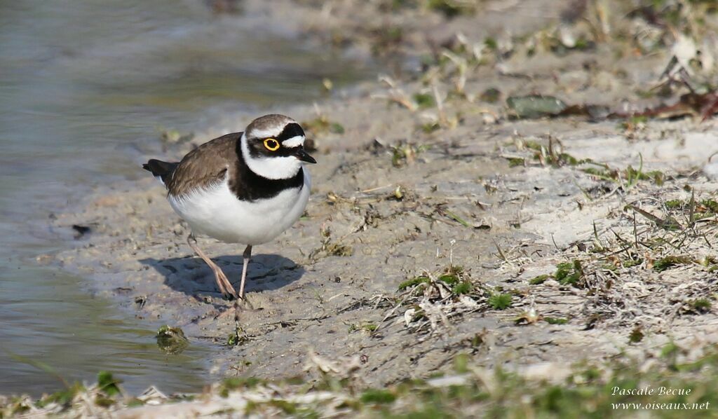 Little Ringed Ploveradult