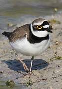 Little Ringed Plover