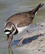 Little Ringed Plover