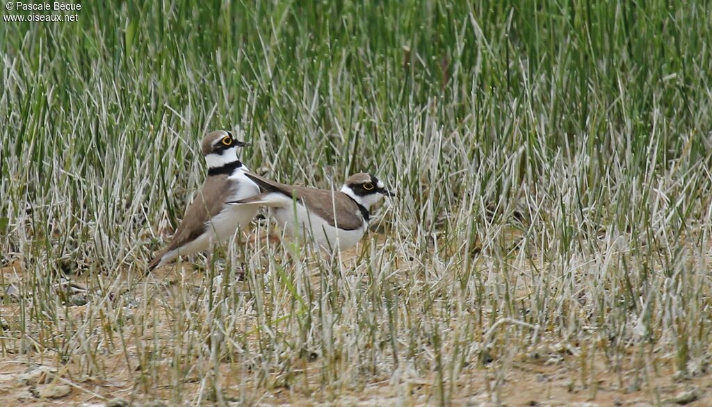 Little Ringed Plover adult