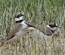 Little Ringed Plover