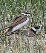 Little Ringed Plover