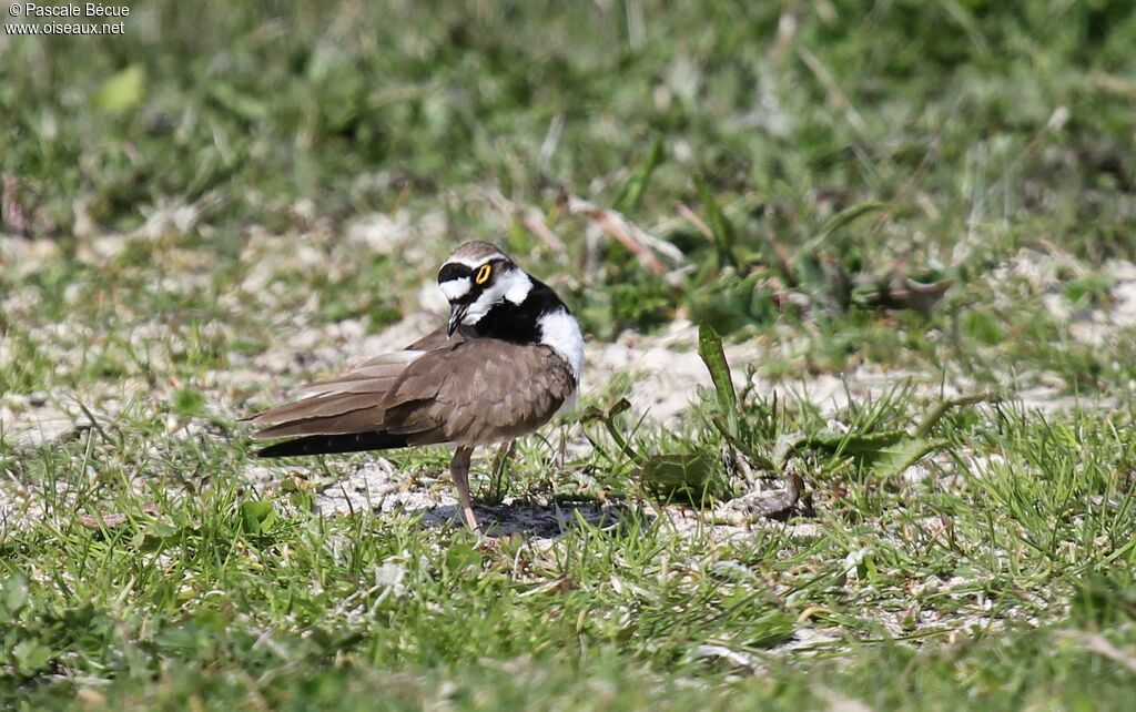 Little Ringed Ploveradult