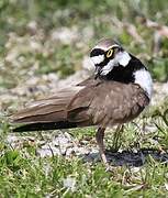 Little Ringed Plover