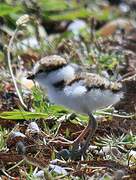 Little Ringed Plover