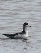 Red-necked Phalarope