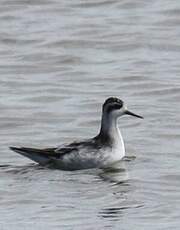 Phalarope à bec étroit