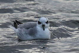 Phalarope à bec large