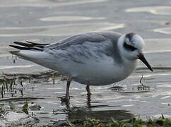 Red Phalarope