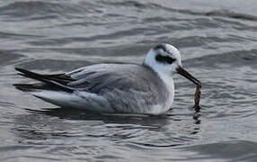 Red Phalarope