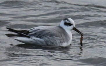 Phalarope à bec large