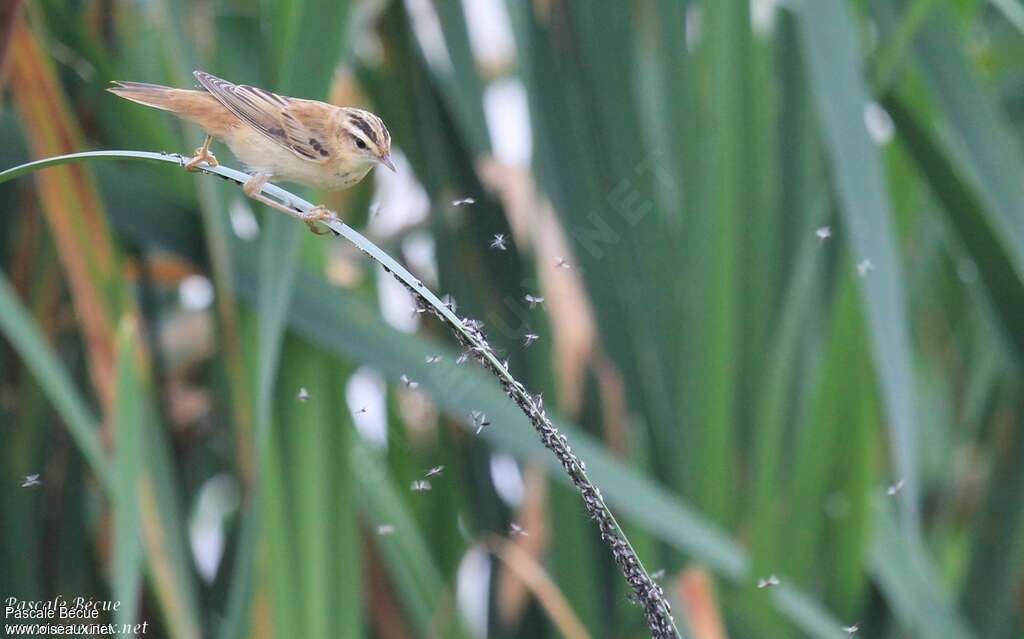 Sedge WarblerFirst year, habitat, feeding habits, fishing/hunting