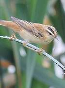 Sedge Warbler