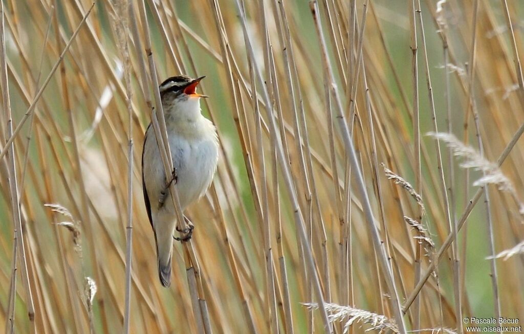 Sedge Warbleradult, song