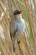 Sedge Warbler